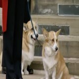 The Queen&rsquo;s corgis Sandy and Muick and her pony Emma awaited for her final arrival home, at Windsor castle. We&rsquo;re sure she will watch over all her beloved animals. Awoooooof!