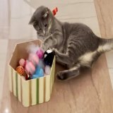 Indeed! Thank you meowmy @FLOTUS, this is a pawbulous selection of pawesome kitty toys. Santa Paws did well, I just wish that all shelter pets would get pawdopted and be loved like I am. Please hoomans, #AdoptDontShop. Merry Christmas! Meoweeee!