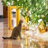 Dear Santa Paws, please bring furever homes, loving hoomans and an abundance of yummy nom noms and toys to all shelter pets. That&rsquo;s our wish this year. If pawssible, can you make those ornaments that we broke disappear? Hoomans, #AdoptDontShop.