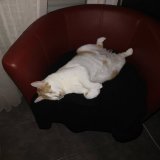 Tissa n&eacute;mo pozission du dodo num&eacute;ro 24635 fauteuil kivabien