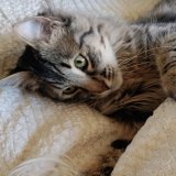 Good morning everyone &amp; Happy #Caturday. Have a great day and please stay safe  because #CovidIsNotOver  #mygirl #molly #CatsOfTwitter