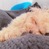 一緒にモロッコ応援しよーよー #トイプードル　#犬のいる暮らし