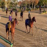 おはよーございます 今日も全人馬が無事に&hellip; #美浦トレーニングセンター  #ウインカーネリアン  #マイルチャンピオンシップ
