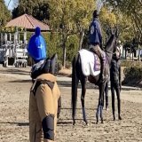 今朝のタイトルホルダー きょうも元気に坂路を駆け上りました 始動戦に向け、まずは無事に順調に&hellip; #タイトルホルダー  #栗田徹厩舎
