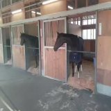 ツーショット  #キラーアビリティ #ジェラルディーナ #アルゼンチン共和国 #エリザベス女王杯 #東スポ競馬 #競馬
