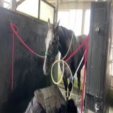 今朝の #ウインマイティー   #エリザベス女王杯 #東スポ競馬 #競馬0:048,488 views