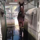 G I制覇おめでとうございます  #ジェラルディーナ #エリザベス女王杯 #東スポ競馬 #競馬