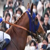 【#ドバイゴールデンシャヒーン】１０着大敗 #レモンポップ は初の千二が応えたか　田中博調教師「かわいそうな選択をさせてしまった」  #東スポ競馬 #競馬