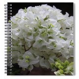 Spiral-bound Notebooks. Get here:   #photography #NaturePhotography #photographylovers #journals #journaling #GardeningTwitter #FlowerHunting #bougainvillea #flowers #floral #squirrels #writers #AYearforArt #SpringintoArt #ThePhotoHour #nationalgeogr