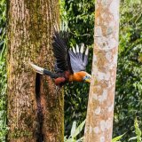 Rufous-headed hornbill male flying away after feeding the chicks   Latpanchar, near Darjeeling   #BBCWildlifePOTD #ThePhotoHour  #IndiAves #nikonphotography #natgeoindia #Darjeeling #India @NikonIndia #mahananda #WestBengal #india