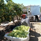While many enjoyed a day off for #LaborDay, most farm workers don't. Diana sent us this photo of her mom, 60 year old Antonia, who was hard was hard at works in Delano's grapes yesterday. The high reached 106&deg;. #WeFeedYou #Calor&nbsp;#AB2183