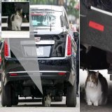 バイデン大統領が爆発物や化学兵器まで防ぐ大統領車「ビースト」で都内を移動しているようですが、このビーストは一度だけ立ち往生して動けなくなったことがロンドンでありましたっけね。