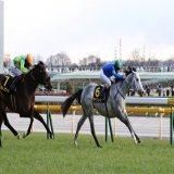 #東京競馬 10Rの #クロッカスステークス は、#HavanaGrey 産駒の #ヤクシマ が勝利。直線で抜け出しました。  \u25bcレース結果   #競馬 #競馬予想 #競馬好きと繋がりたい #POG #スポーツ報知 #馬トク 撮影・荒牧　徹