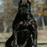 Most Banned Dogs Around the World.  A thread