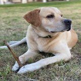 Long live #BubbaMurdaugh the Labrador retriever who brought down a southern dynasty.