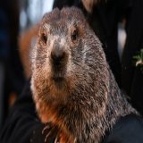 Punxsutawney Phil is known for his weather predictions on Groundhog Day, but what if we told you most of the time, he's actually wrong?