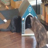 *grizzled Bruce Willis voice*  "I'm just tryin' to make a home for mah girls."  (One of those girls may be too LORGE to fit in that home, but still.)