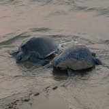 "Tu chal mai aayi" ....   Mass nesting of Olive Ridley Turtle,  Rishikulya, Odisha Over 5.5 lakh female turtles lay eggs in 4 days.