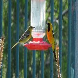 Mr and Ms Hooded orioles (2 of 5 this morning) at the sugar bar.  And first sighting of a Black-headed grosbeak this year! I thought I heard one earlier - or was it a mockingbird?  Nice to see more Spring birds coming in   SoCal
