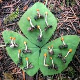 The fungus Ophiocordyceps Unilateralis takes over the mind of an ant, causing it to climb up a branch and cling to the underside of a leaf before mummification. Once locked in place, the fruiting body of the cordyceps sprouts from the ant and eventua