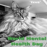 World Mental Health Day 2022   According to a survey by Cats Protection in 2019 over nine out of ten cat owners (93.7%) state that owning a cat helps their mental heath!  #worldmentalhealthday #worldmentalhealthday2022 #mentalhealthawareness #catlove