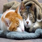 おはようございます！  《2月22日》花粉「多い\u25cb\u25cb」予想 昨日は強風でスギ花粉が「非常に多く」飛散！ 今日も花粉が多く飛ぶ可能性あり 「猫の日」！猫に幸あれ！&darr;  埼玉大学と共同で観測【花粉飛散情報】 #花粉症　#花粉　#今日ひどい