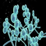 Data finds that cases of Candida auris, which is resistant to many antifungal medications, has increased each year with the most rapid rise occurring between 2020 and 2021 as cases totaled to 4,041.  CDC warns of spike in cases of a drug-resistant fu