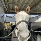 リフレイムやったね  コールドムーンステークス勝利！ 牝馬で古馬の牡馬混合のOP勝ちは価値ある、しかも57キロ  芝ダート両方古馬OP勝ちてのも珍しい ついにJRA 6勝馬 獲得賞金1億突破！  すごいやつだなぁ