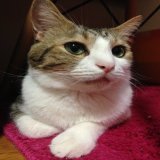 サスくん。 今日の15:00にお空へ向かいます。 今回の悲しい医療過誤で正常でない私に寄り添って頂きありがとうございました。 しっかり見送って来ます。 今後はまた気持ちを整理しつつ、サスケのためにしっかりとケジメをつけていきます。 良かったらそのお時間、皆様のお空を見せて頂けたら幸いです。