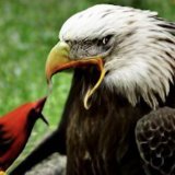 Looked up &ldquo;Eagles vs Cardinals&rdquo; on an AI Image Generator. Make whatever you want out of the result.