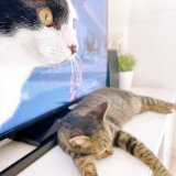 三箇日皆様いかがお過ごしでしょうか我が家はニャンズとまったりしてます今朝は具材たっぷりのお雑煮で朝ごはん( "&acute;༥`"  )本日も素敵な1日を\u2745*॰ॱ #猫のいる暮らし  #ハチワレ #キジトラ  #雑煮  #おうちごはん