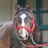 Ｖ４戴冠を狙う #ジャングロ。外国産馬、森厩舎、武豊騎手、ＮＨＫマイルＣとくれば&hellip;シーキングザパール!! #夕刊フジ #競馬 #ＮＨＫマイルカップ #JeanGros