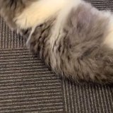 「猫に顔突っ込む」 という新しい文化を完全否定したうちの実家の父親だ&hellip; #性癖食わず嫌い王