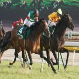 2021年東京新聞杯、新潟記念を勝利したカラテ君、東京新聞杯で菅原騎手を重賞初勝利に導いた馬ですね。 現在は脚元の違和感で京都記念は回避となりますが、体を完治し、元気な姿でターフを駆け抜ける姿を見たいです。頑張れ！ 次走は新潟大賞典を目標との事です。 #競馬　#東京新聞杯　#カラテ