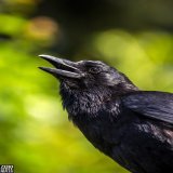 Awe is the magnet that draws you toward...   #crow #corvid #birds #wildlife #zerostatereflex #canon #5dmark3 #seattle #photography #twitternaturecommunity #birding #crowwisdom