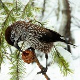 Кедровки как и белки, тоже делают кладовые на зиму! За короткое сибирское лето одна птичка собирает  примерно более 85 килограммов первоклассного ореха. Вот и попробуй найди их зимой!Проголодавшись и покопавшись в снегу,находит кедровка их по запаху.