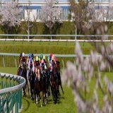 23/4/2 阪神11R 大阪杯(G1) ジャックドール 武豊 騎手