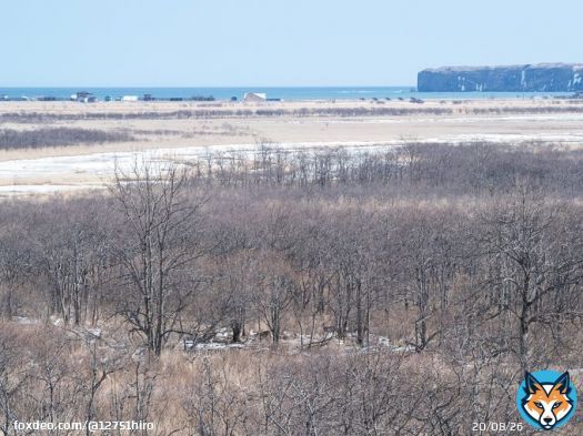 北海道を代表する動物、エゾシカ見え隠れする林と ムツゴロウさんがかつて住んだ嶮暮帰島（右奥の断崖） の写真でお悔やみを。  #畑正憲さん
