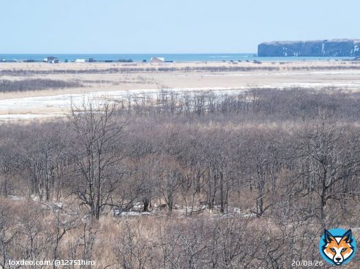 北海道を代表する動物、エゾシカ見え隠れする林と ムツゴロウさんがかつて住んだ嶮暮帰島（右奥の断崖） の写真でお悔やみを。  #畑正憲さん