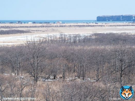 北海道を代表する動物、エゾシカ見え隠れする林と ムツゴロウさんがかつて住んだ嶮暮帰島（右奥の断崖） の写真でお悔やみを。  #畑正憲さん