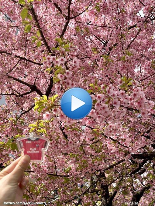 今週2試合もあるのは贅沢  桜どんどん咲いてるところ増えてる  チームラボプラネッツも桜仕様になってました〜(浦和遠征で寄り道⸜(*&acute;꒳`*)⸝)