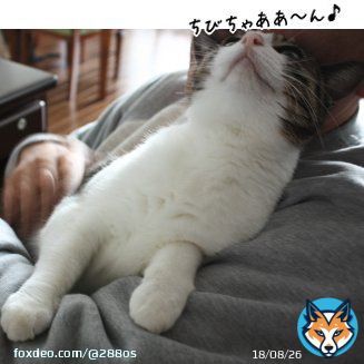 ムツゴロウさんの真似をして ヨシヨシヨシヨシ ワシャワシャワシャと 愛を注ぎ過ぎ この後怒った ちびに鼻を齧られました#ありがとうムツゴロウさん