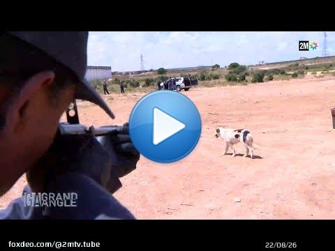 Chiens Errants, un D&eacute;fi Et Des Solutions
