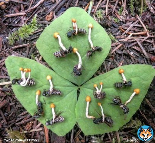 Zombie ant fungus  Ophiocordyceps unilateralis It takes over the mind of an ant causing it to climb up a branch and cling to the underside of a leaf before mummification Once in place the mushroom like fruiting body of the cordyceps sprouts from the ant and releases spores