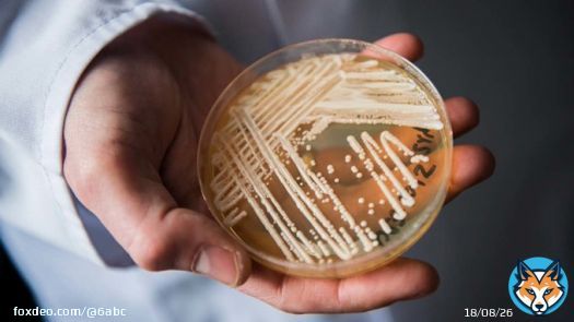 The CDC has called Candida auris an 'urgent threat' because it is often multidrug-resistant, easily spreads through health care facilities and can cause deadly disease.
