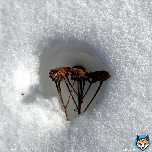 I saw this beautifully snowed framed weed today.  Another great lesson from nature; how are you framing your life?  #MondayMotivaton #life #stroke #NeverGiveUp #PositiveAttitude
