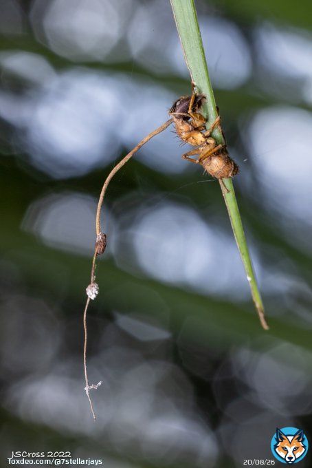 Zombies are real! (sort of) When Ophiocordyceps fungus infects an ant, fungal cells infiltrate its body. The fungus drives the ant to climb and lock its jaws on a plant stem. The fungus later emerges from the ant's head, dropping spores on unsuspectiing ants below. #HappyHalloween