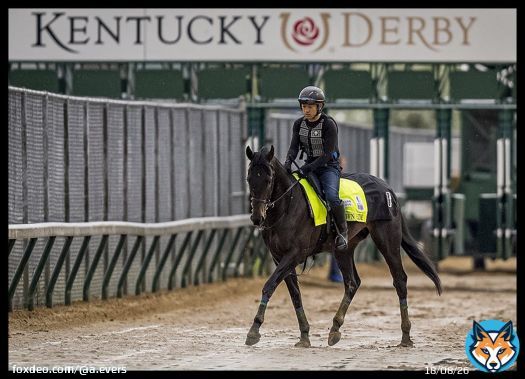 Japanese runner Crown Pride out for a gallop on a muddy Tuesday morning . Excited for his work tomorrow @ChurchillDowns #KYDerby #クラウンプライド #ケンタッキーダービー