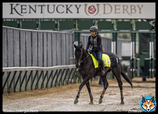 Japanese runner Crown Pride out for a gallop on a muddy Tuesday morning . Excited for his work tomorrow @ChurchillDowns #KYDerby #クラウンプライド #ケンタッキーダービー