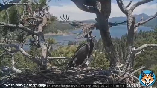 One of Jackie and Shadow's eaglets hovered over the nest for a few seconds before deciding they weren't quite ready for their first flight.Jackie and Shadow's eaglet getting closer to taking first flightFrom abc7chicago.com